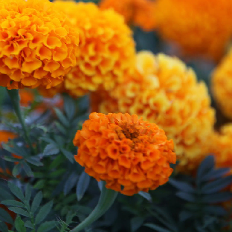 Vibrant orange marigolds in full bloom, surrounded by dark green foliage.