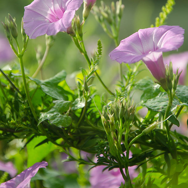 Lush indoor garden with vibrant pink flowers and green foliage, showcasing a hydroponic system.