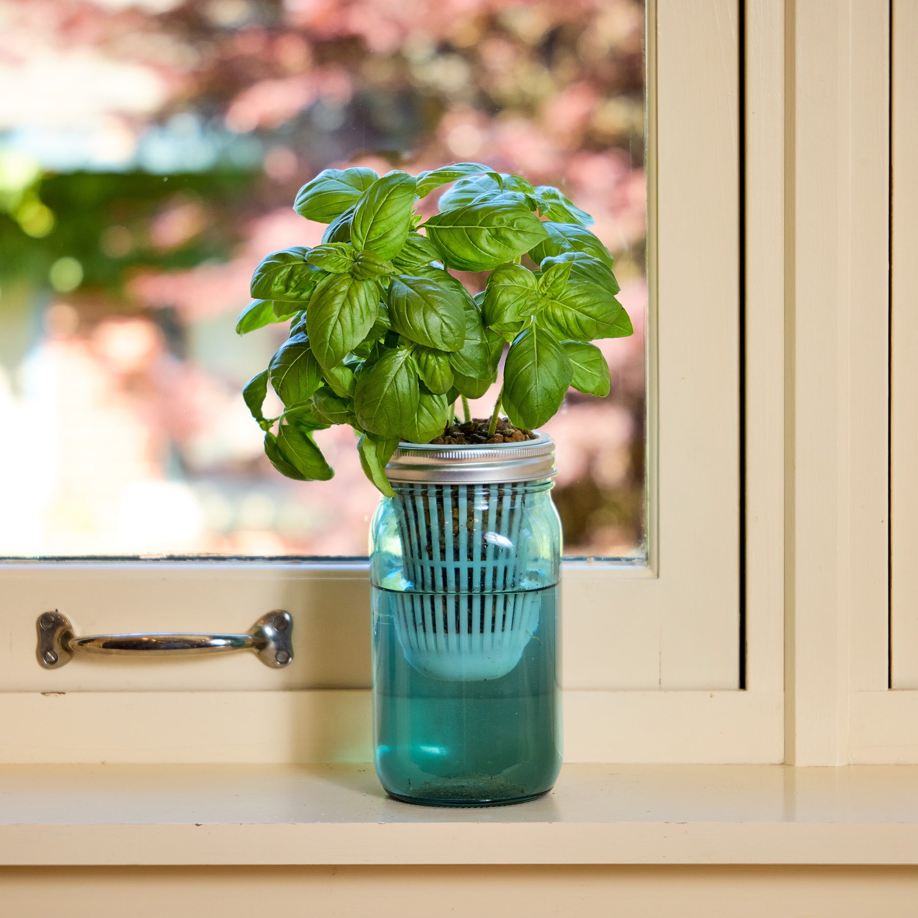 Mason jar grow kit with vibrant basil plant, placed on a windowsill, showcasing indoor gardening simplicity.