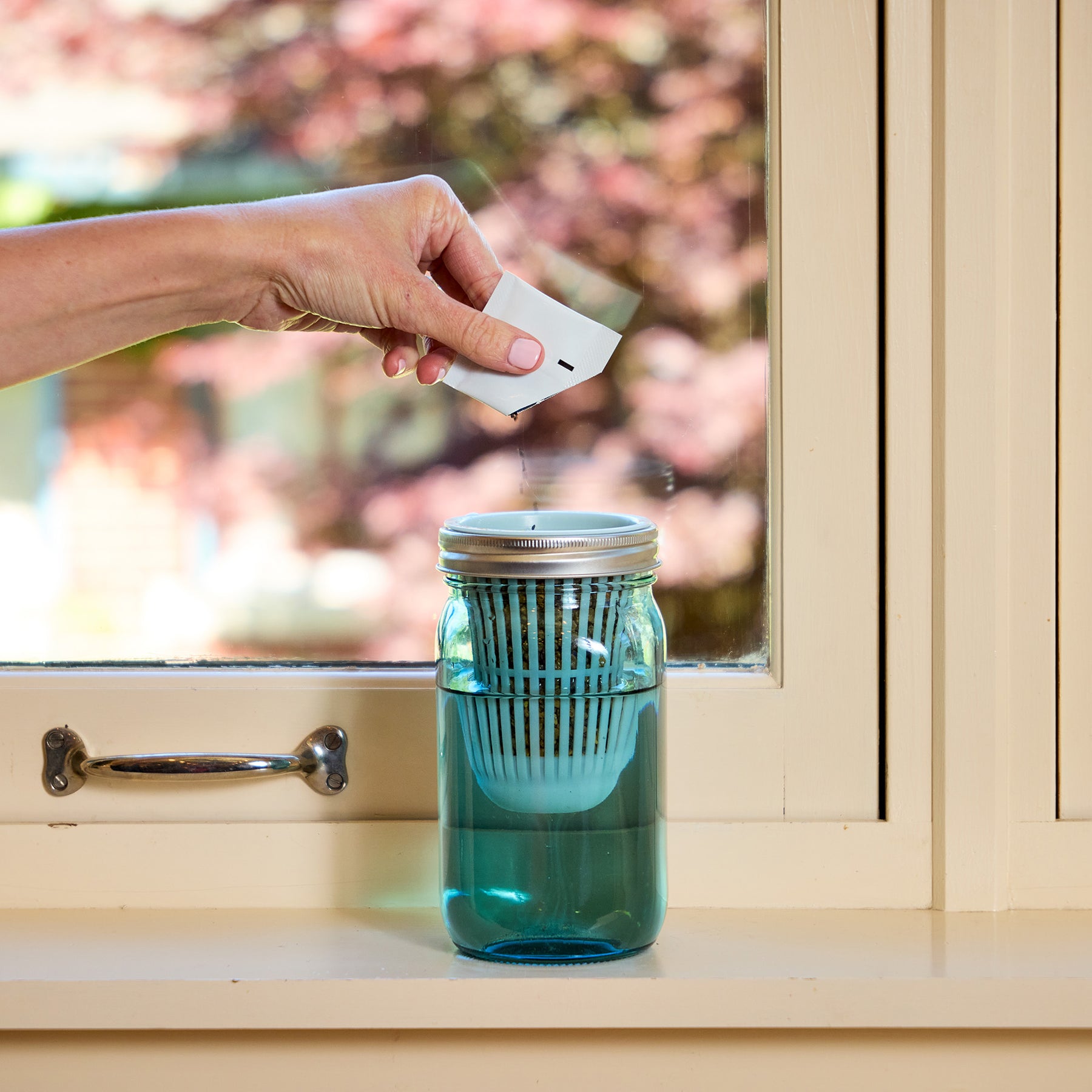 Hand placing a seed pod into a mason jar grow kit on a windowsill, with sunlight filtering through the glass.