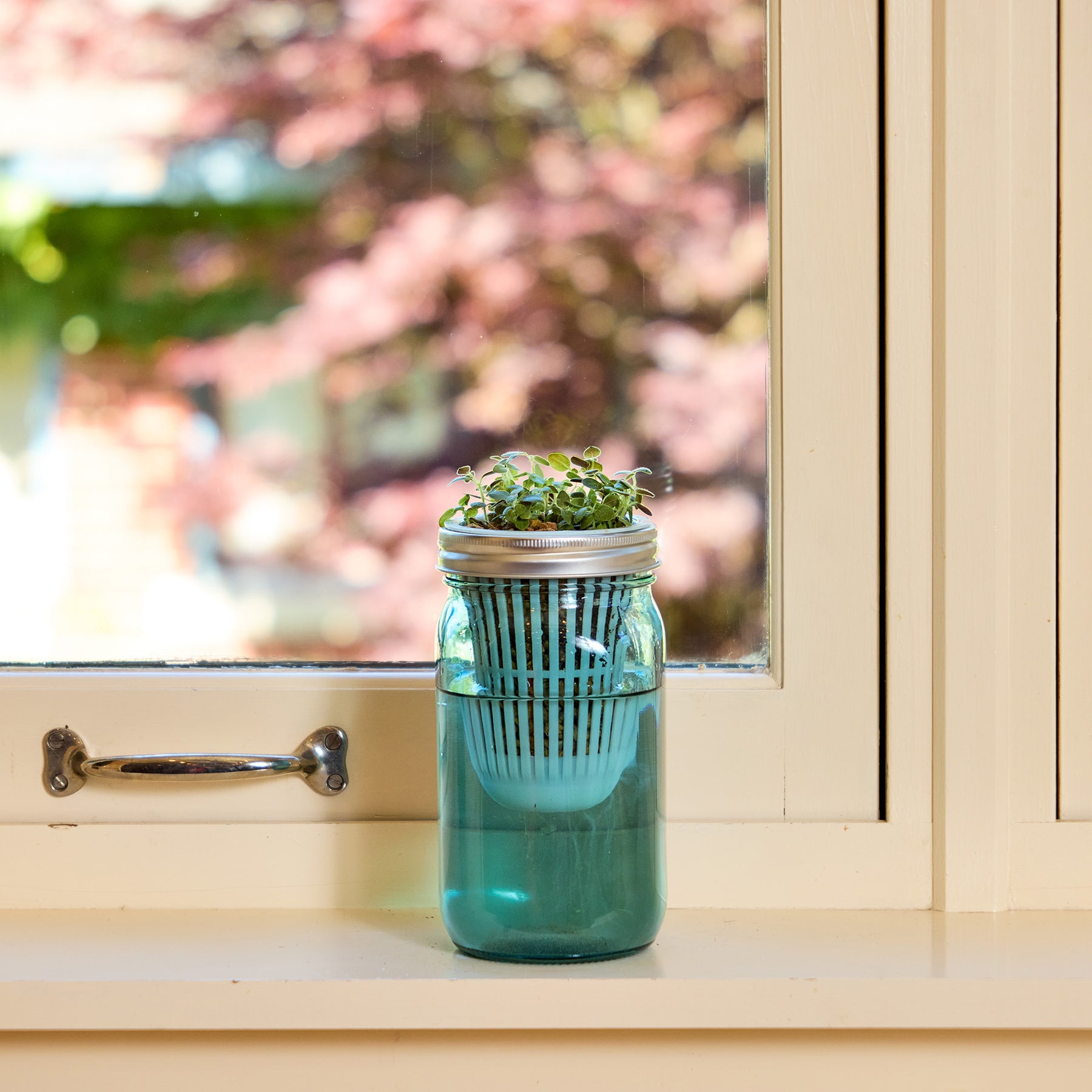 Mason jar grow kit with small plants sits on a windowsill, showcasing a vibrant green sprout and sunlight filtering through.