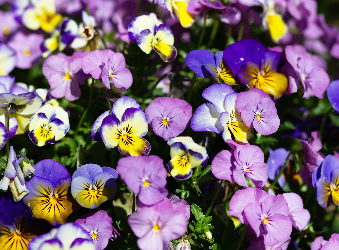 Vibrant purple and yellow pansies flourishing in a garden setting.