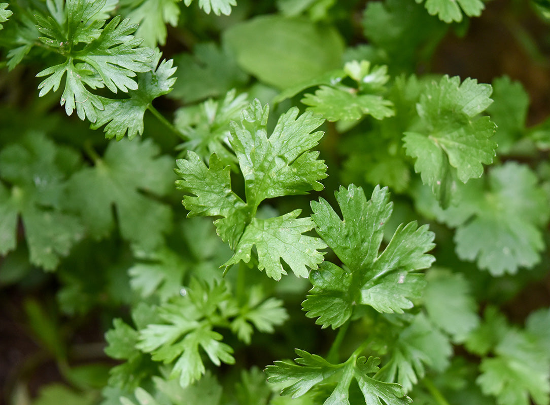 Lush green parsley growing in a hydroponic indoor garden system.
