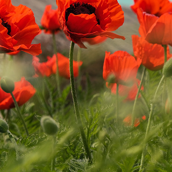 Vibrant red poppies in bloom with lush green foliage.
