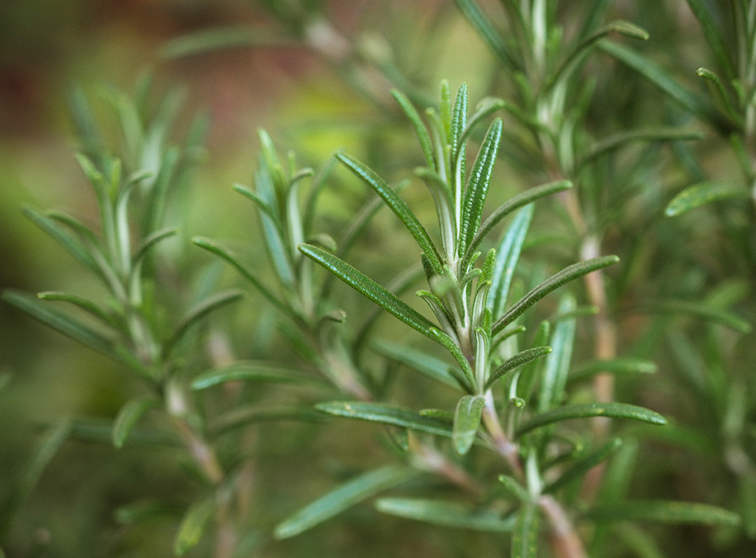 Close-up of fresh rosemary plant with dew drops, highlighting vibrant green leaves.