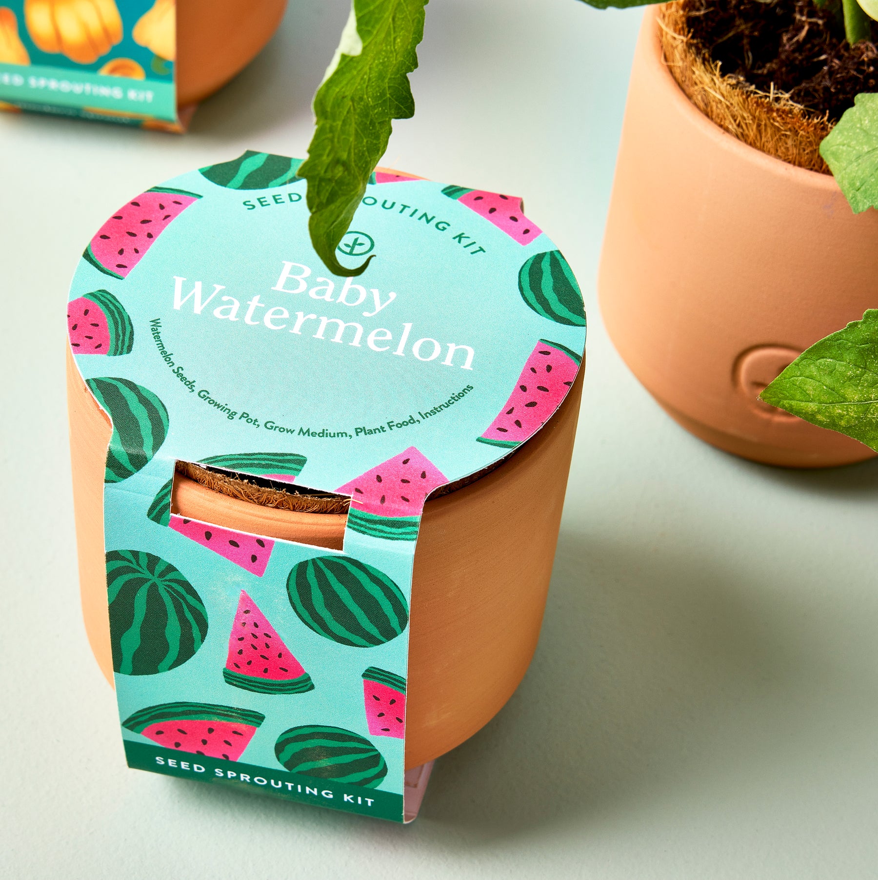 Tiny Terracotta Garden Kit featuring a Baby Watermelon design, complete with pot, growing medium, and plant food.