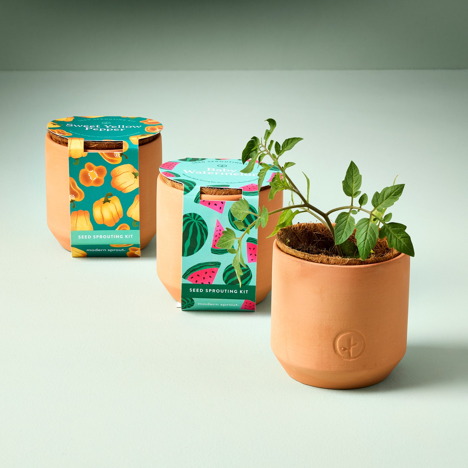 Tiny terracotta garden kits featuring seed sprouting kits with colorful packaging and a small plant growing in one pot.
