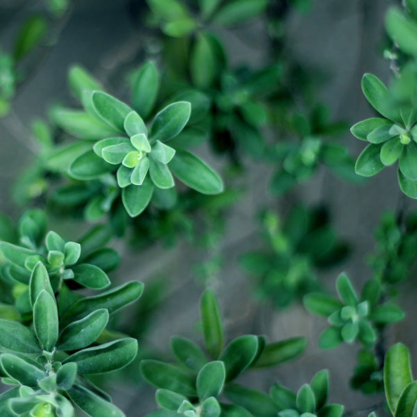 Close-up of lush green herbs growing in a hydroponic indoor garden system.