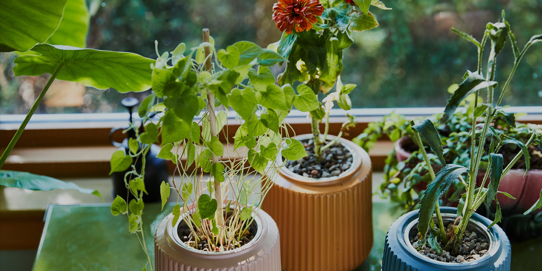 Hydroponic plants in ribbed terracotta and blue pots on a sunny windowsill.
