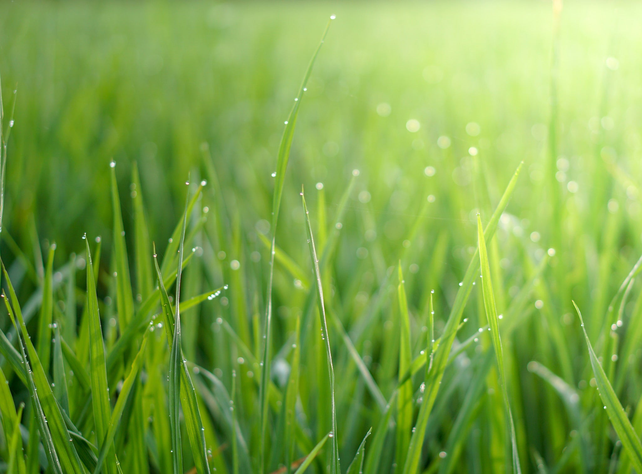 Close-up of vibrant green grass blades with dew drops, ideal for indoor hydroponic and plant growing systems.