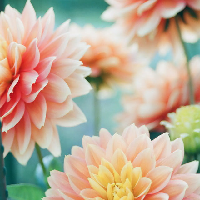 Close-up of vibrant orange and pink dahlias, highlighting petals and natural beauty.