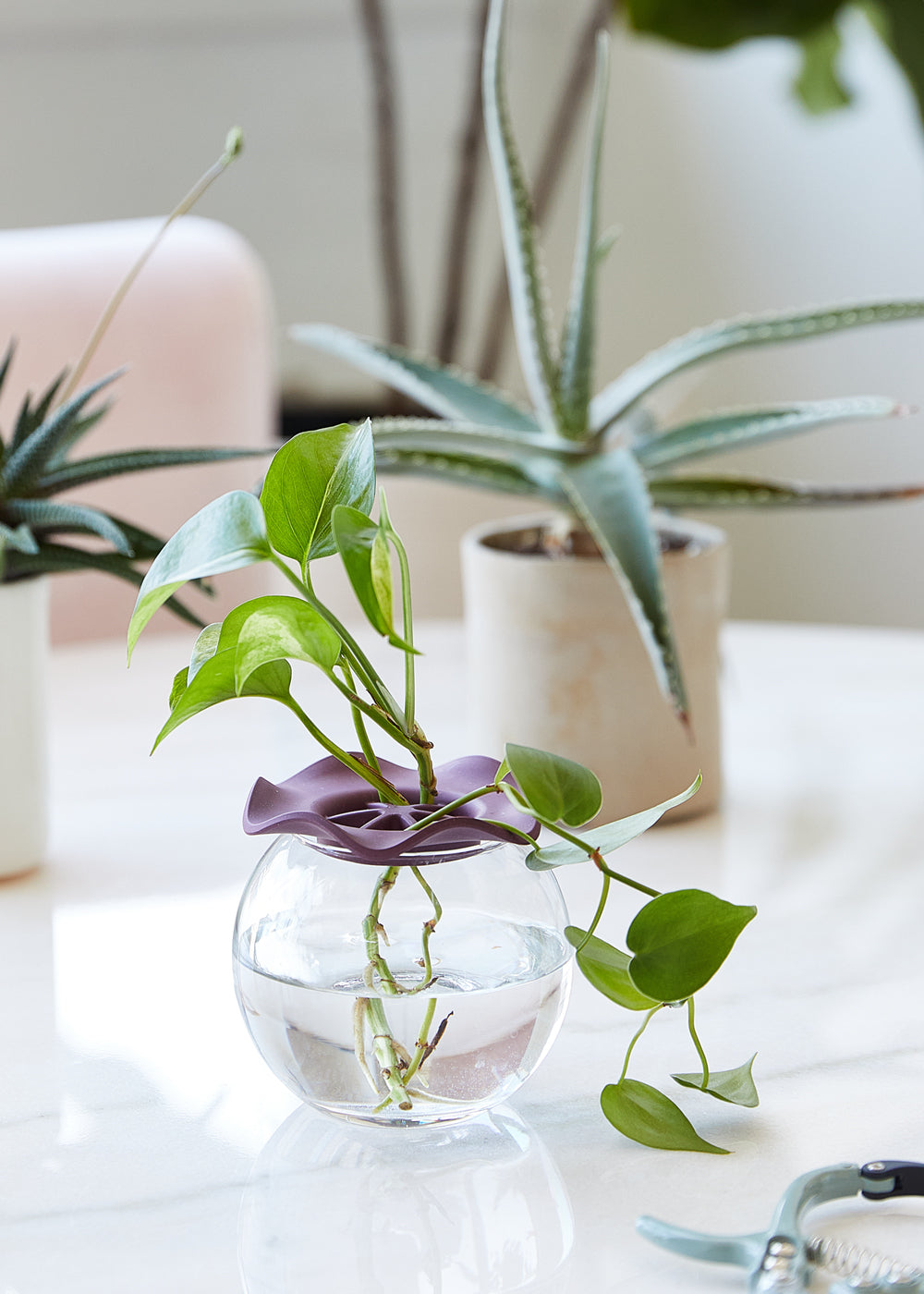 Clear glass vase with purple silicone lid, featuring a trailing pothos plant in water, surrounded by greenery.