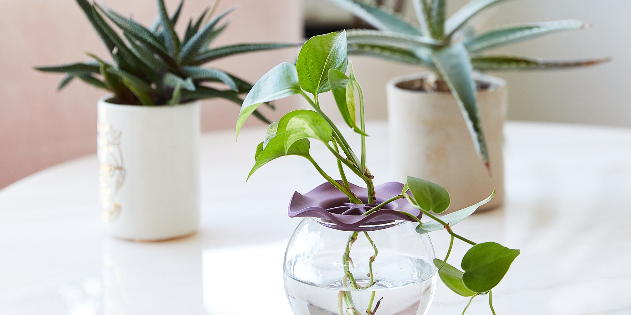 Clear glass vase with a purple silicone holder, featuring a vibrant green pothos plant, surrounded by potted succulents.