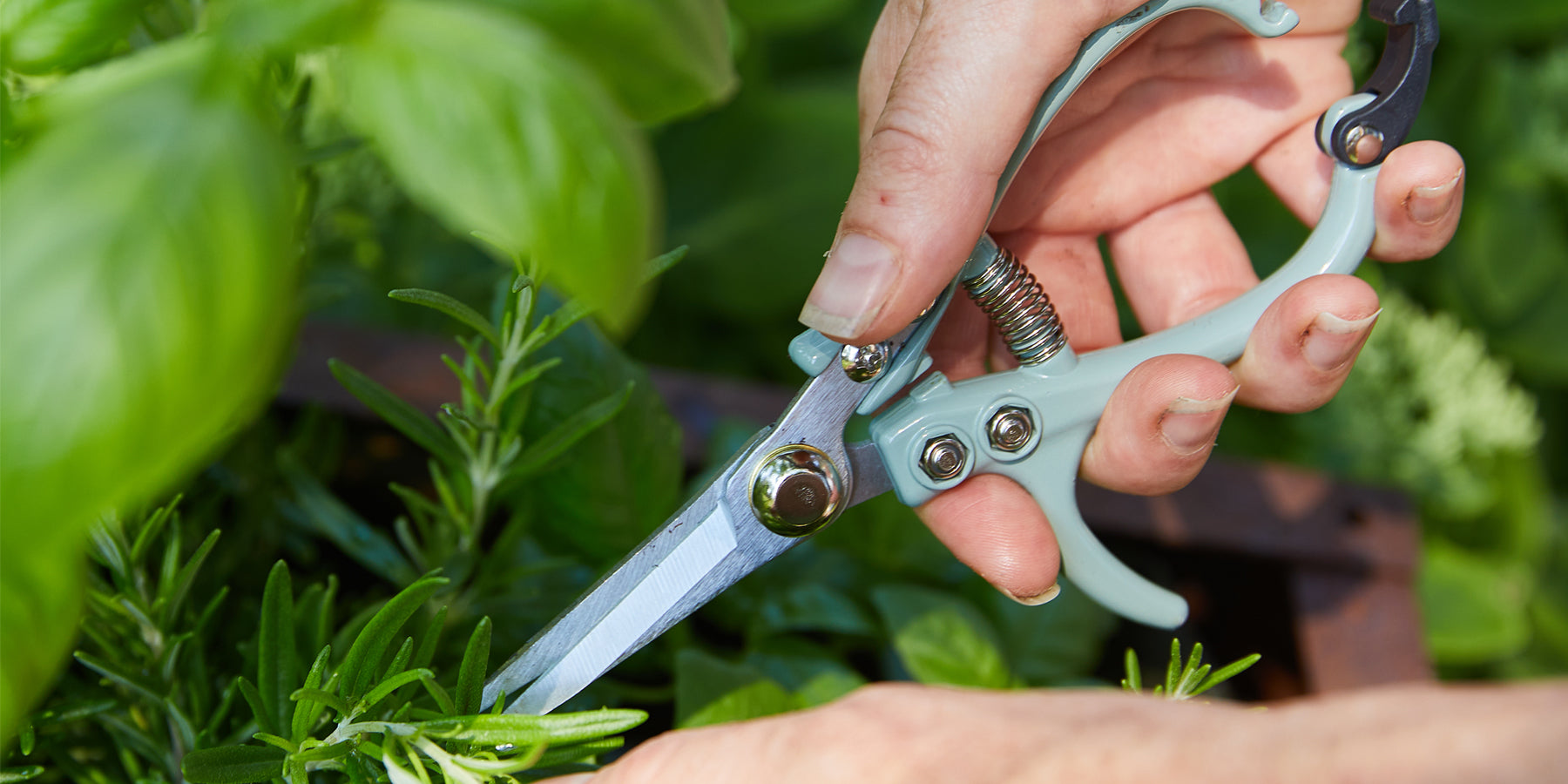 Hand using mint-green gardening shears to trim aromatic herbs, surrounded by lush green foliage. Perfect for indoor garden...