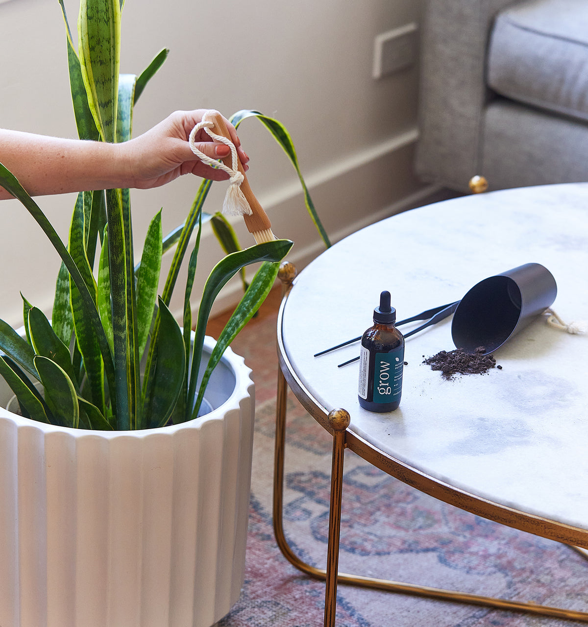 Person watering an indoor plant with a small brush; hydroponic kit and plant accessories on nearby table.
