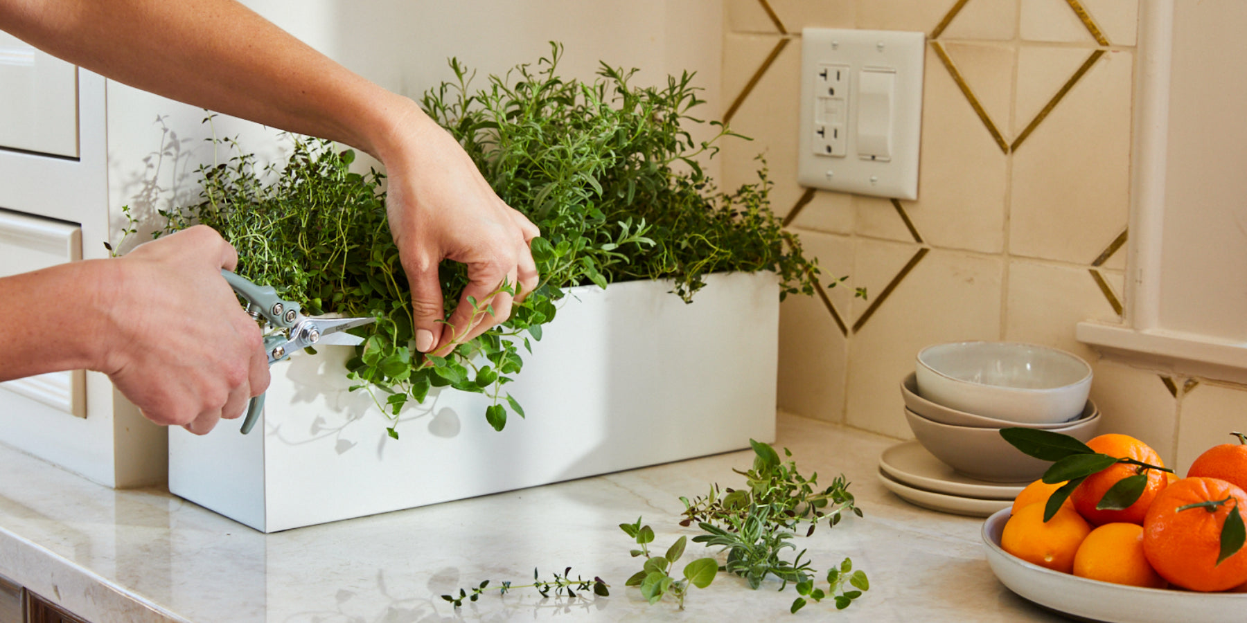 Indoor herb garden kit with lush green herbs, white planter, and fresh oranges on a kitchen countertop.