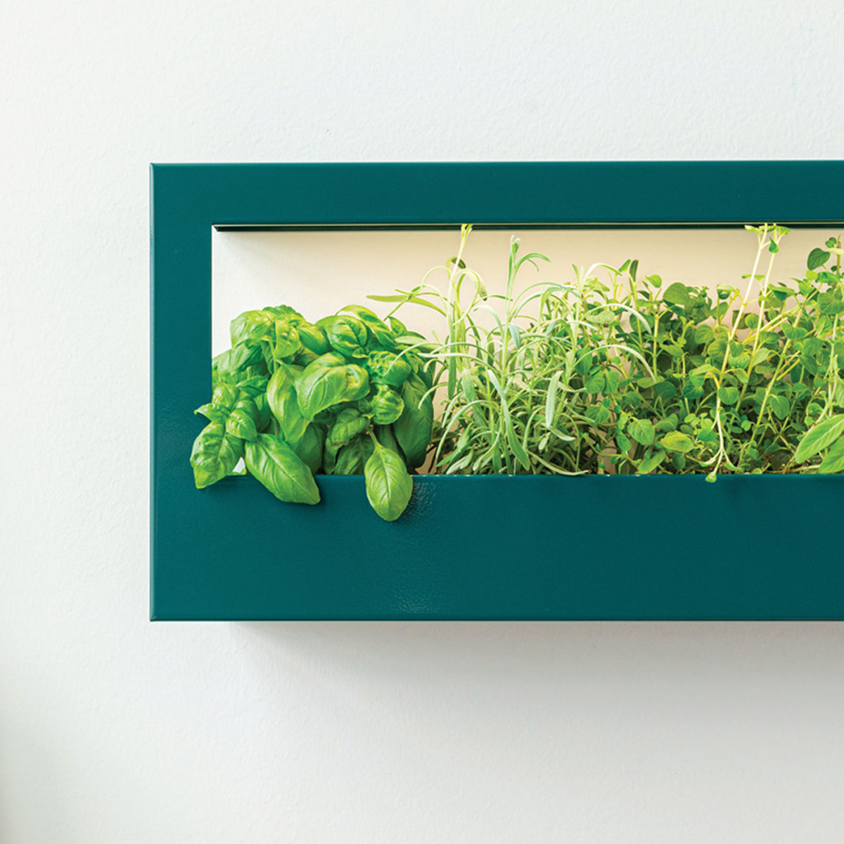 Wall-mounted indoor garden with lush herbs in a sleek green frame.