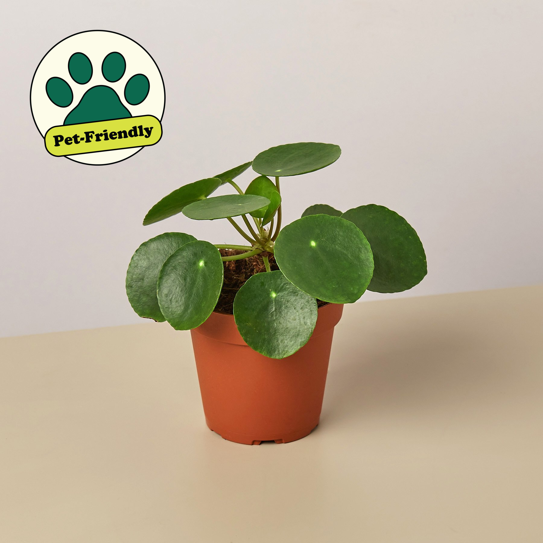 Pilea Peperomioides 'Chinese Money' 4