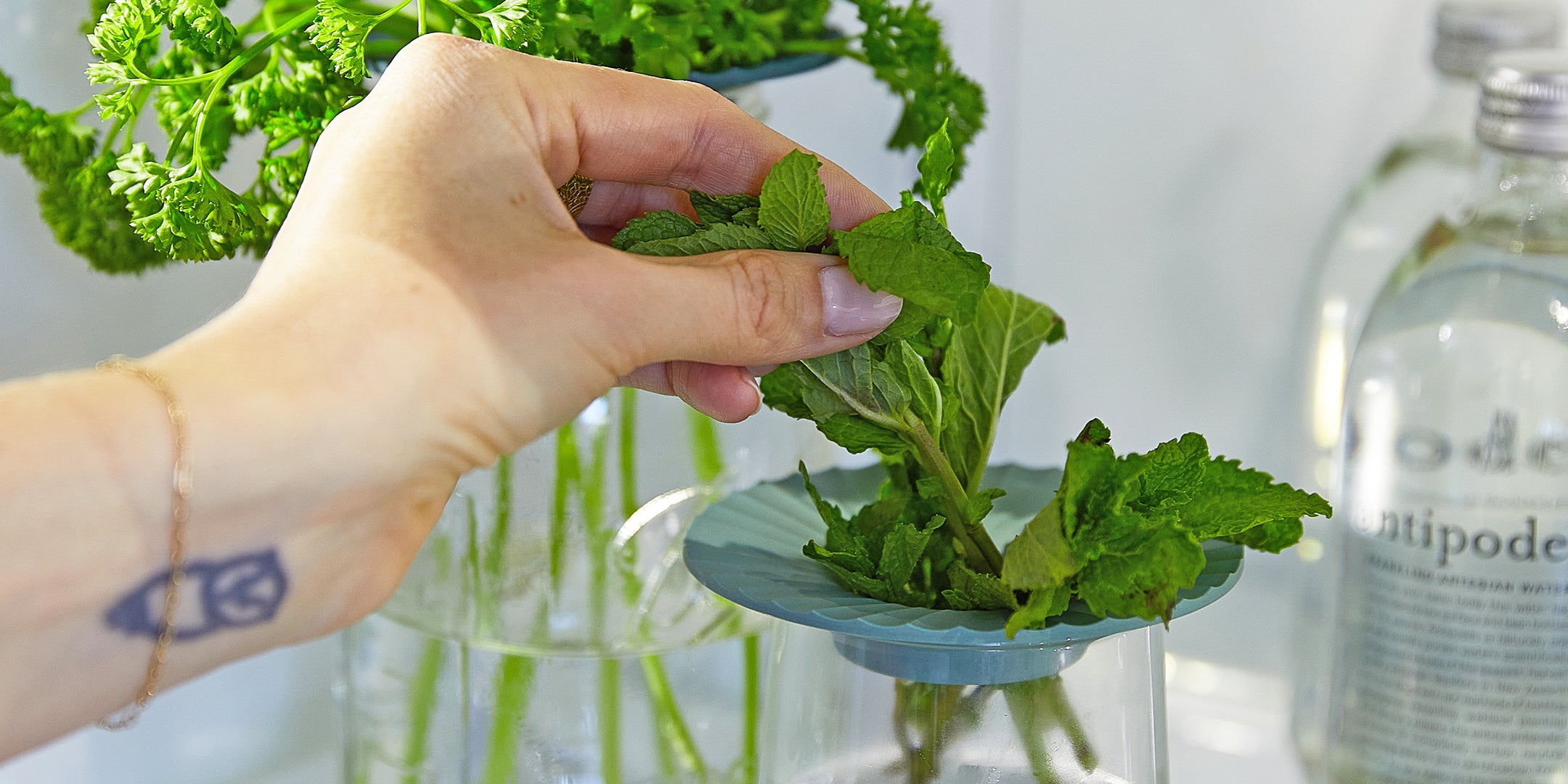 Hand placing fresh mint leaves into a blue hydroponic growing kit, surrounded by vibrant green parsley and glass containers.