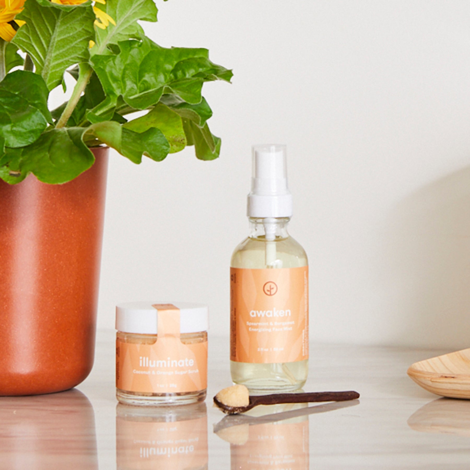 Three-pack of Shine Bright Sugar Scrub products displayed with a potted plant, featuring Illuminate and Awaken scrubs.
