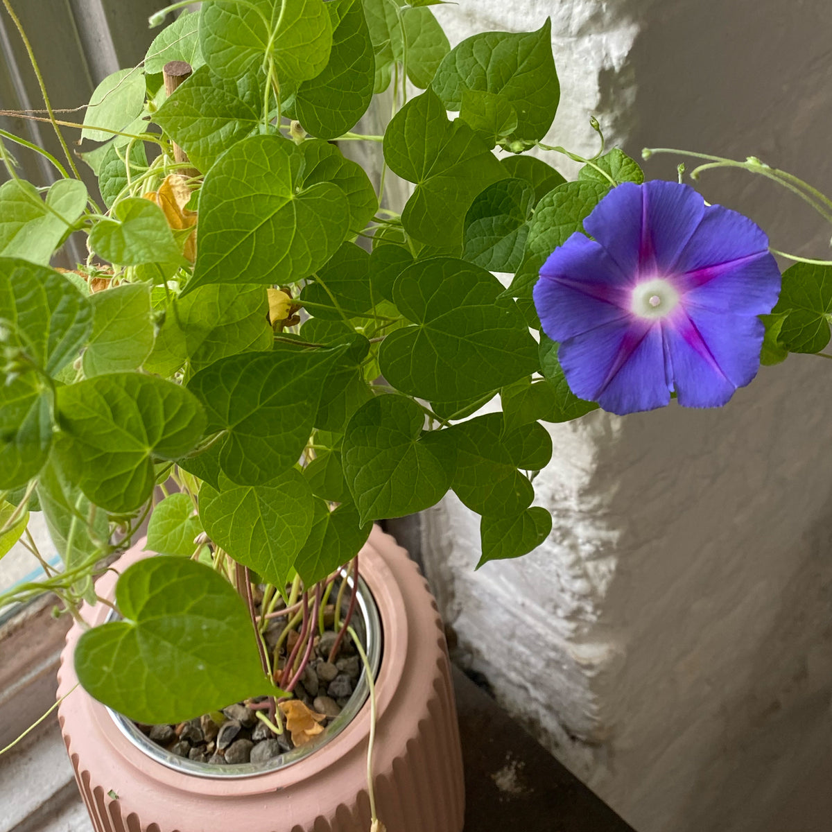 Vibrant purple morning glory flower with lush green heart-shaped leaves in a textured pink planter by a sunny window.