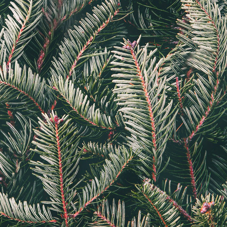 Close-up of dense green pine needles with subtle pink buds, showcasing texture and natural detail.