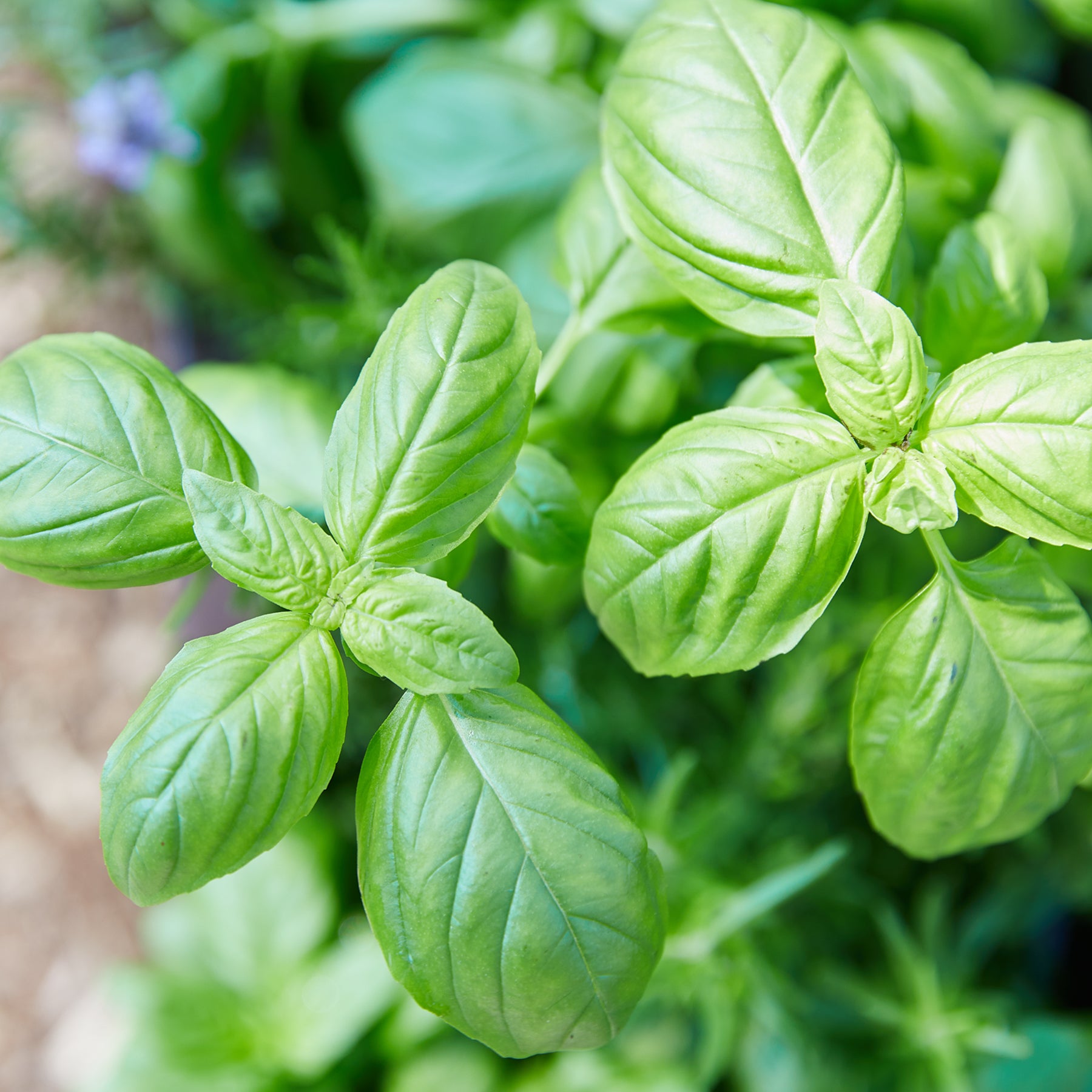 Vibrant green basil leaves flourishing in an indoor hydroponic garden system.
