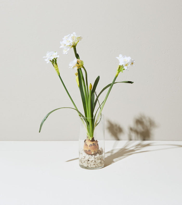 Winter Bulb Kits