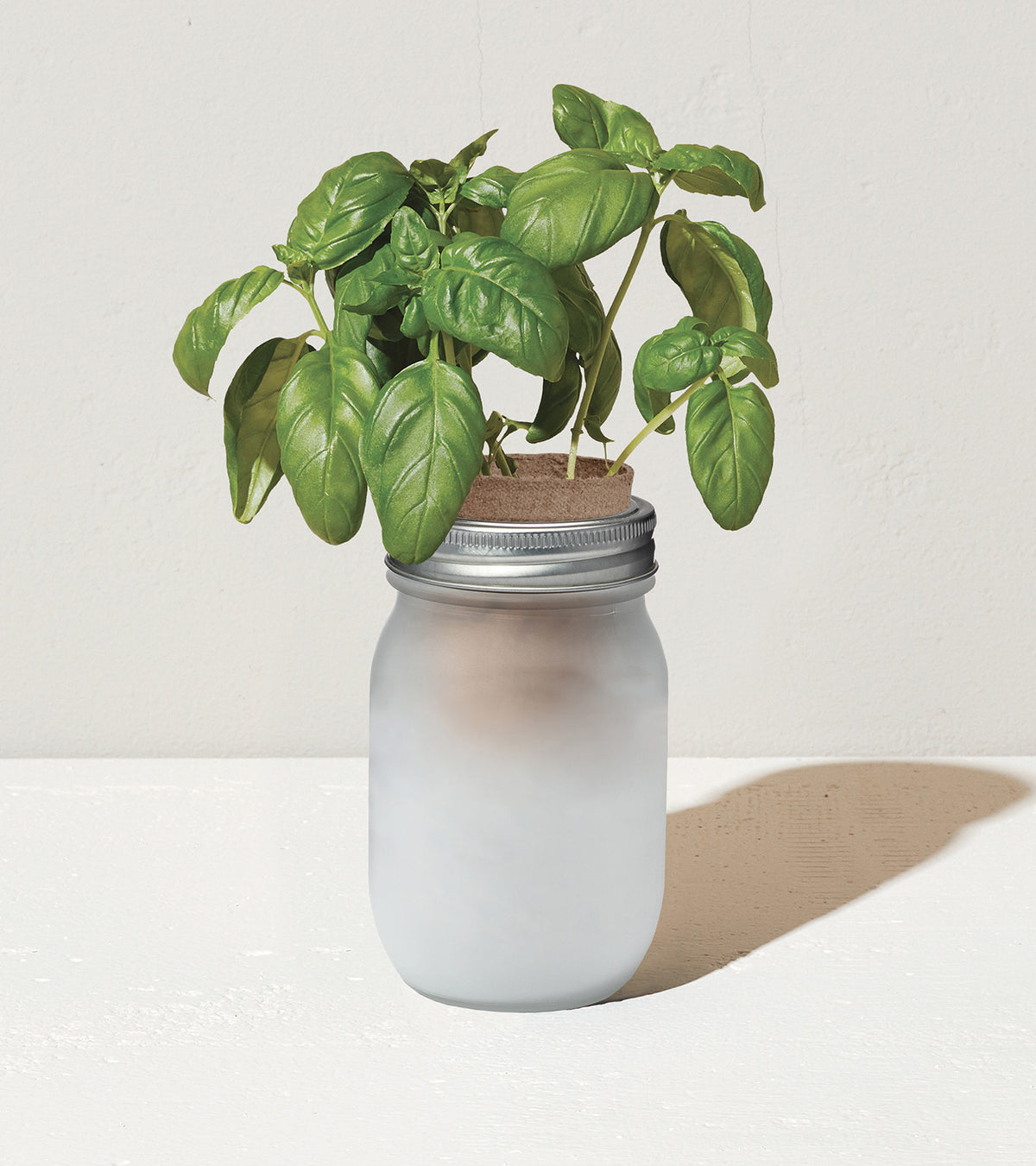 Frosted glass jar with a basil plant growing from a cork top, set against a neutral background.