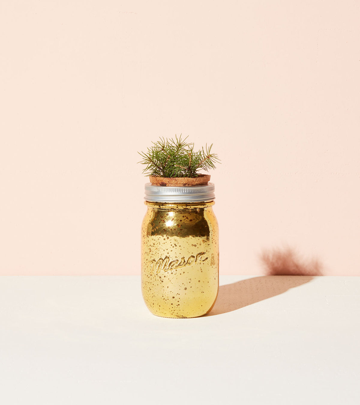 Spruce pint garden jar with a metallic gold finish, featuring a small evergreen plant inside.