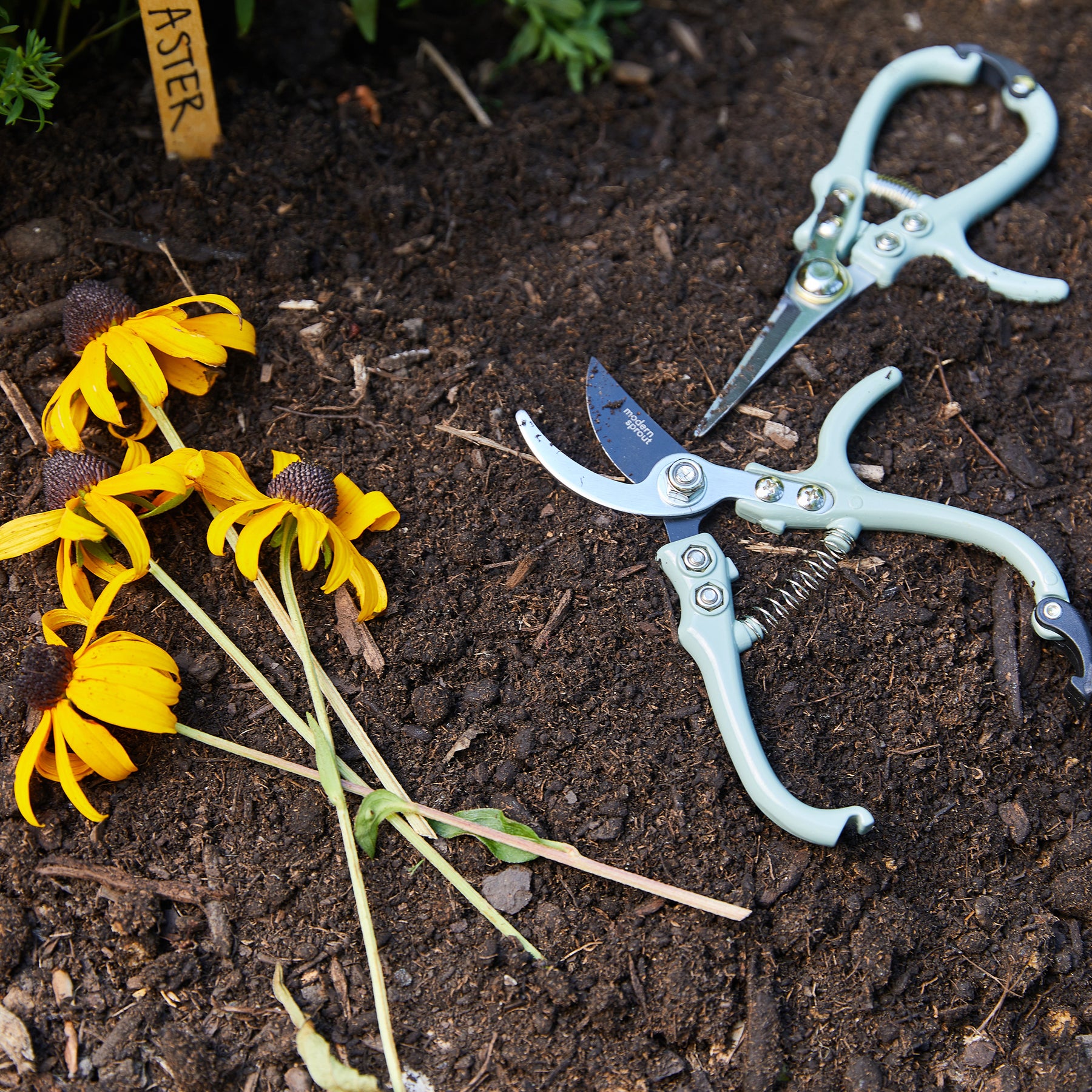 Gardening shears and pruners resting on soil beside freshly cut yellow flowers, showcasing essential gardening tools.