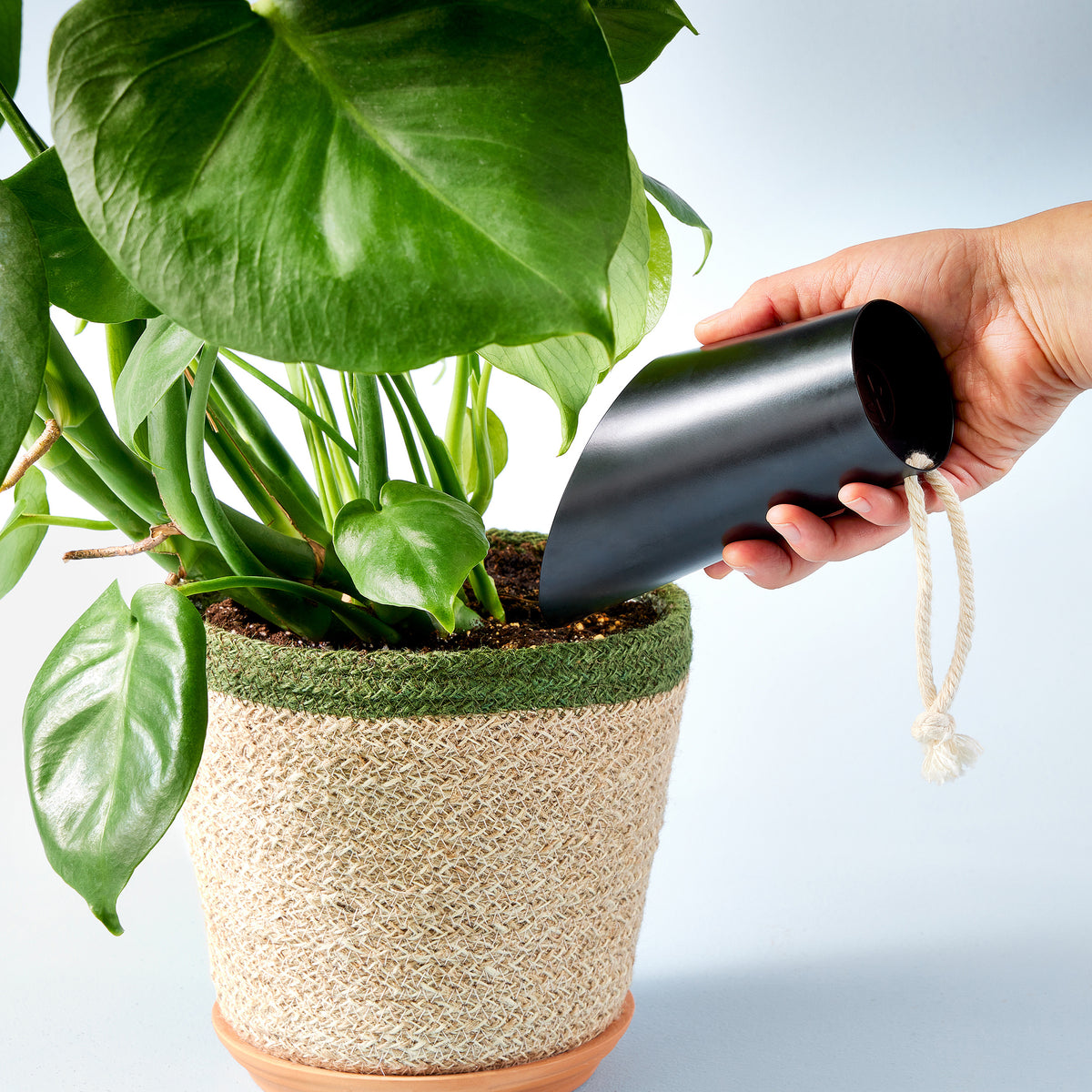 A hand using a black soil scoop to transfer soil into a potted plant with large green leaves.