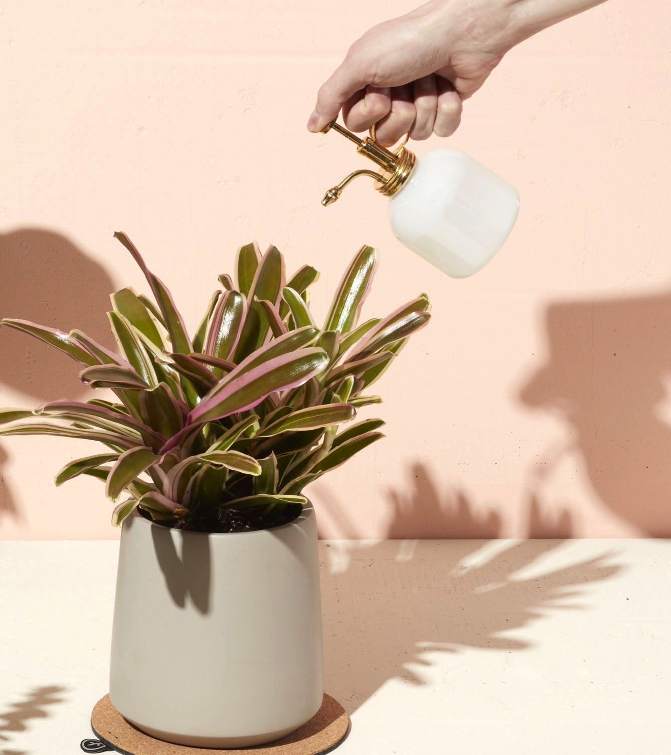 Hand holding a misting spray bottle above a green plant in a neutral pot, set against a soft pink background.