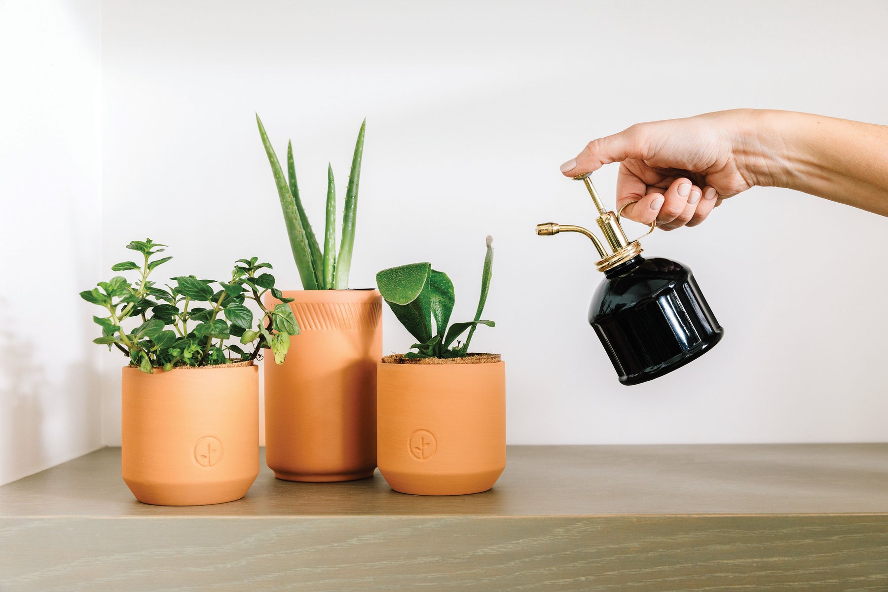Hand holding a black mister above three potted plants, including an aloe vera and two smaller green plants in terracotta pots.