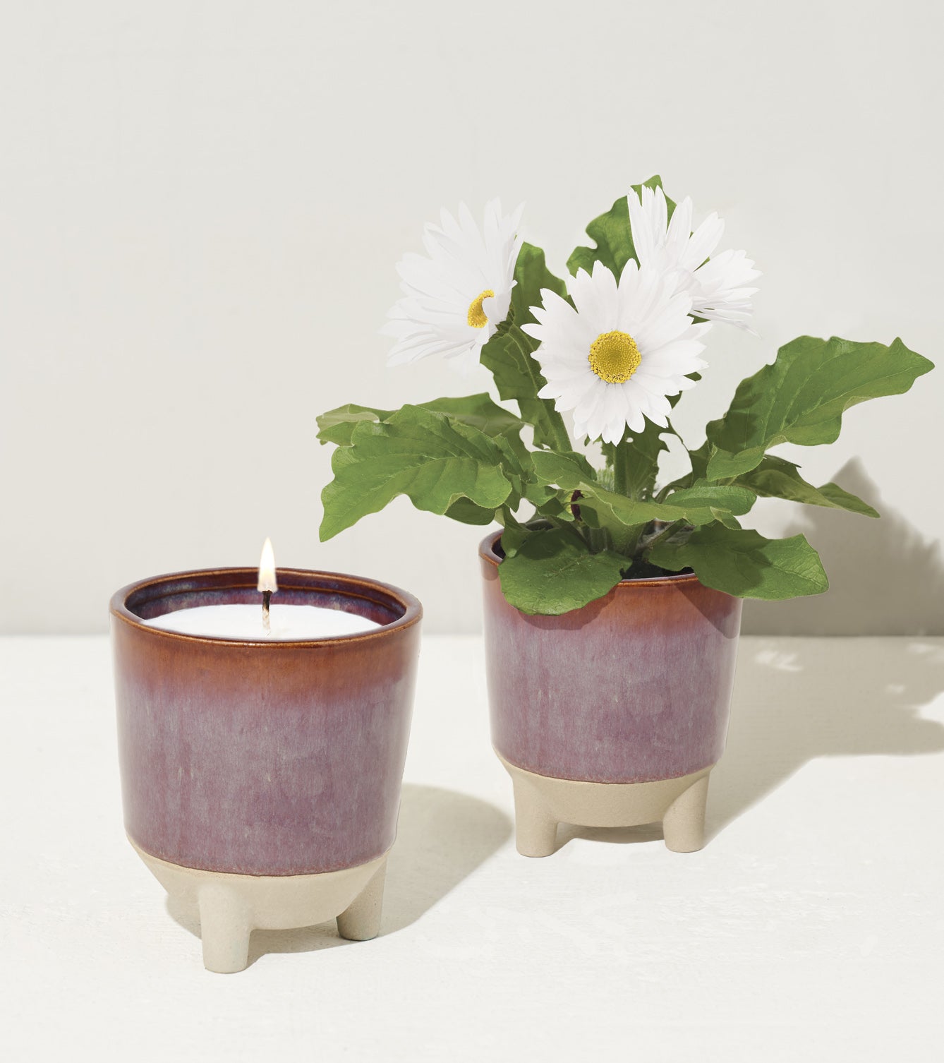 Glow & Grow Kits featuring a candle and a potted plant with white daisies in stylish ceramic pots.