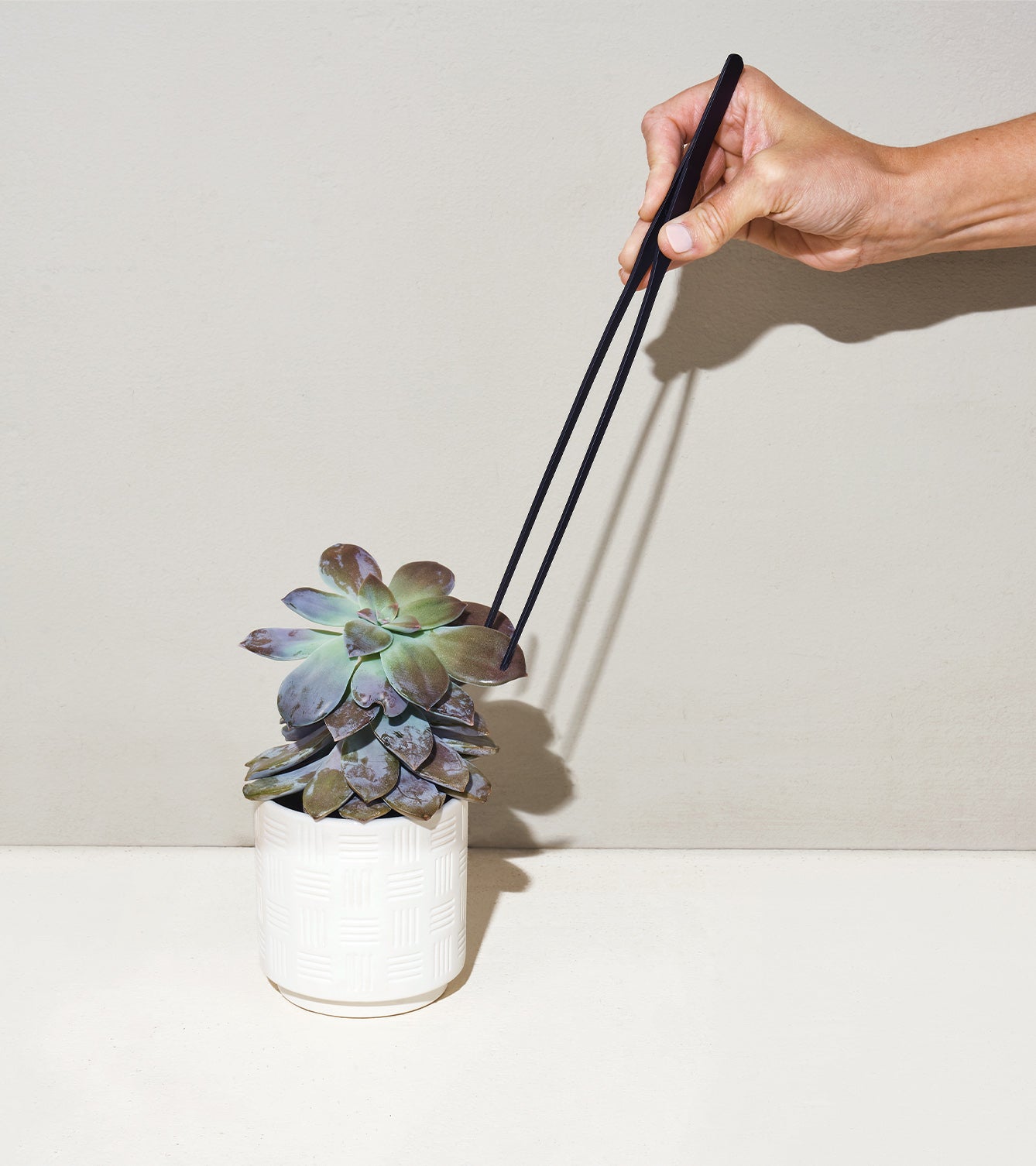 Hand using chopsticks to place a succulent into a textured white planter, showcasing the Plant Parent gift box set.