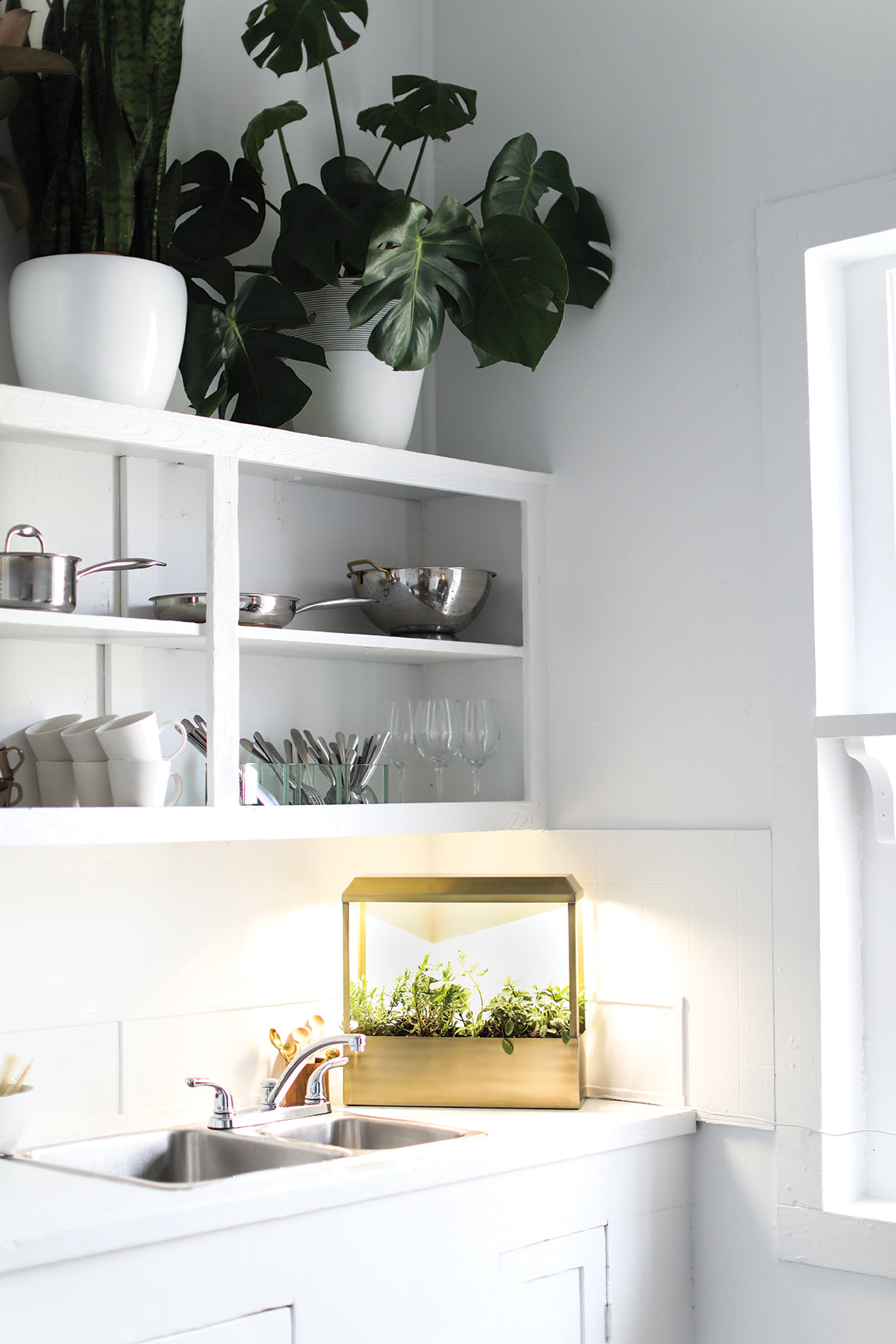 Smart Growhouse on a kitchen counter, featuring small plants under a glass enclosure, surrounded by kitchenware and greenery.