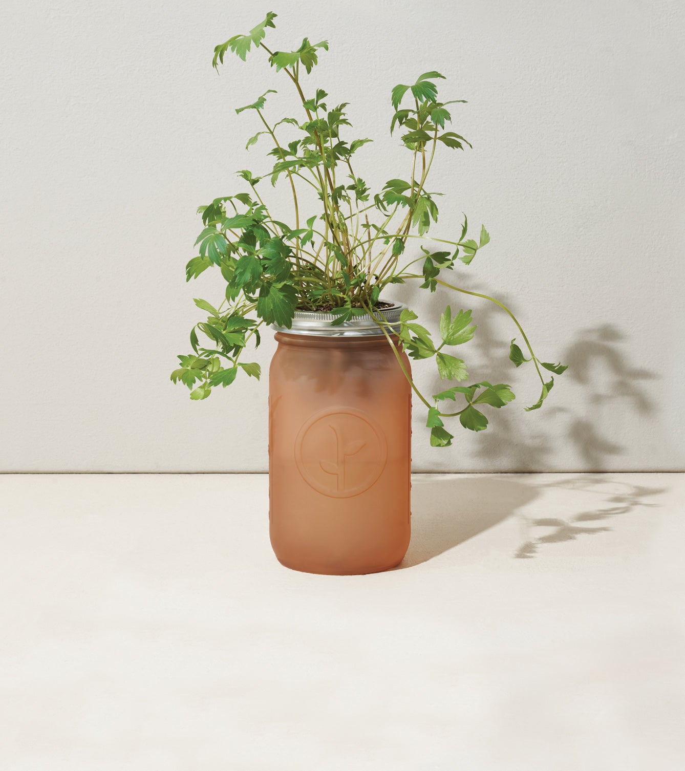 A glass garden jar filled with lush parsley plants, set against a neutral background.