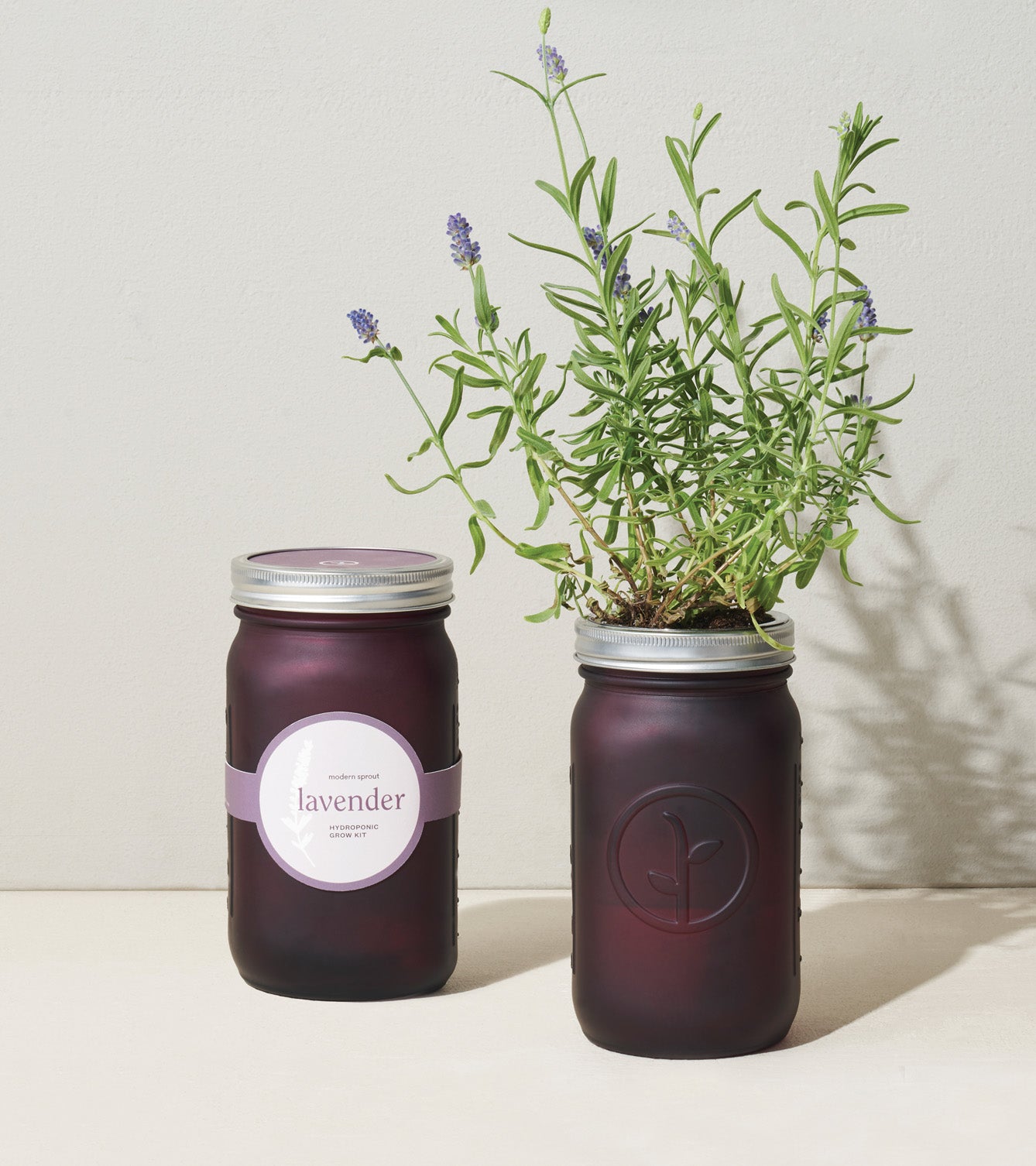 Lavender plant growing in a glass garden jar with a silver lid and a label featuring the word "lavender.