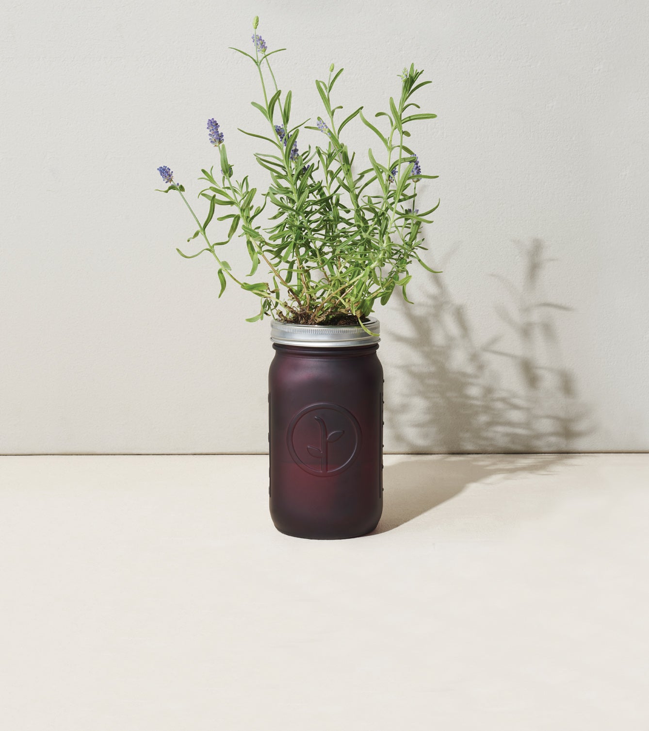 Lavender plant growing in a purple glass garden jar with a silver lid, set against a neutral background.
