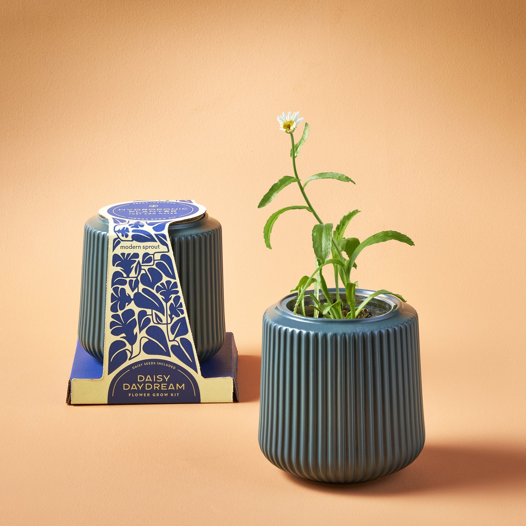 Daisy Daydream flower grow kit featuring a ribbed blue planter with a small blooming daisy.