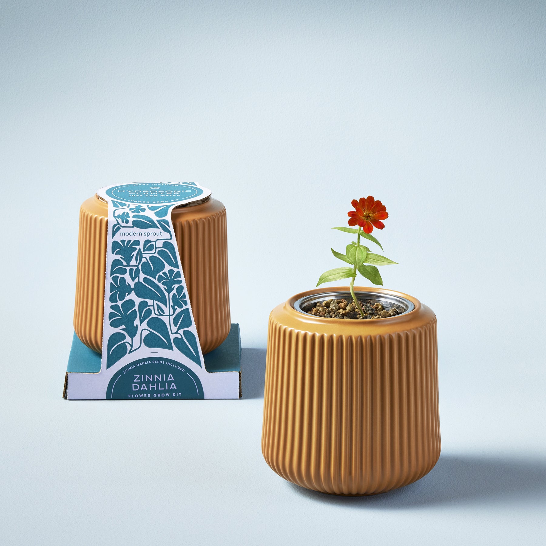 Zinnia Dahlia flower grow kit featuring a ribbed terracotta pot with a blooming flower and packaging in the background.
