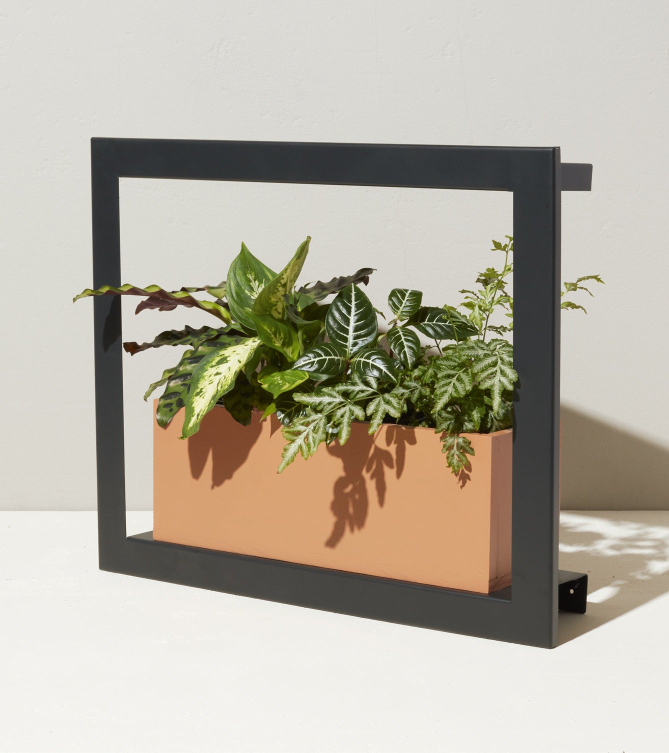 Smart Standard Growframe with a sleek black frame showcasing a planter filled with various lush green plants.