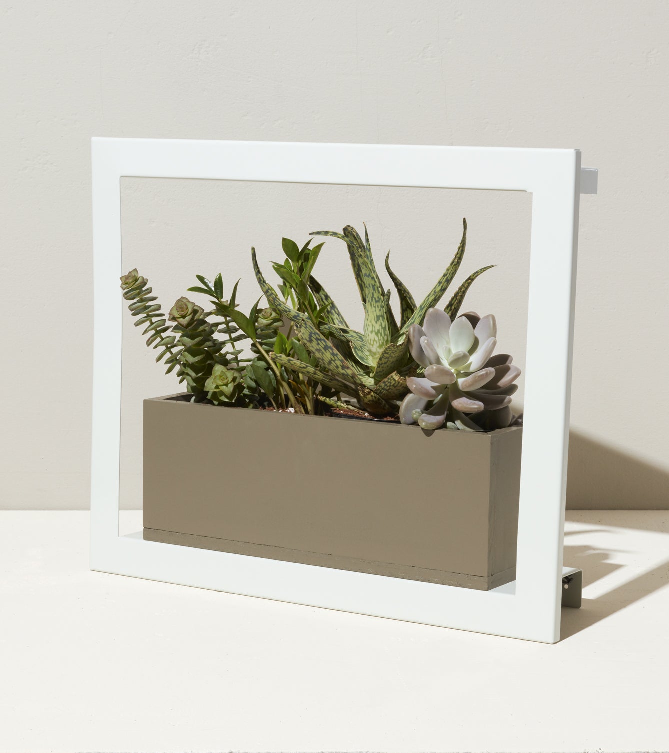 Smart Standard Growframe displaying a variety of succulents in a sleek planter, framed by a modern white border.