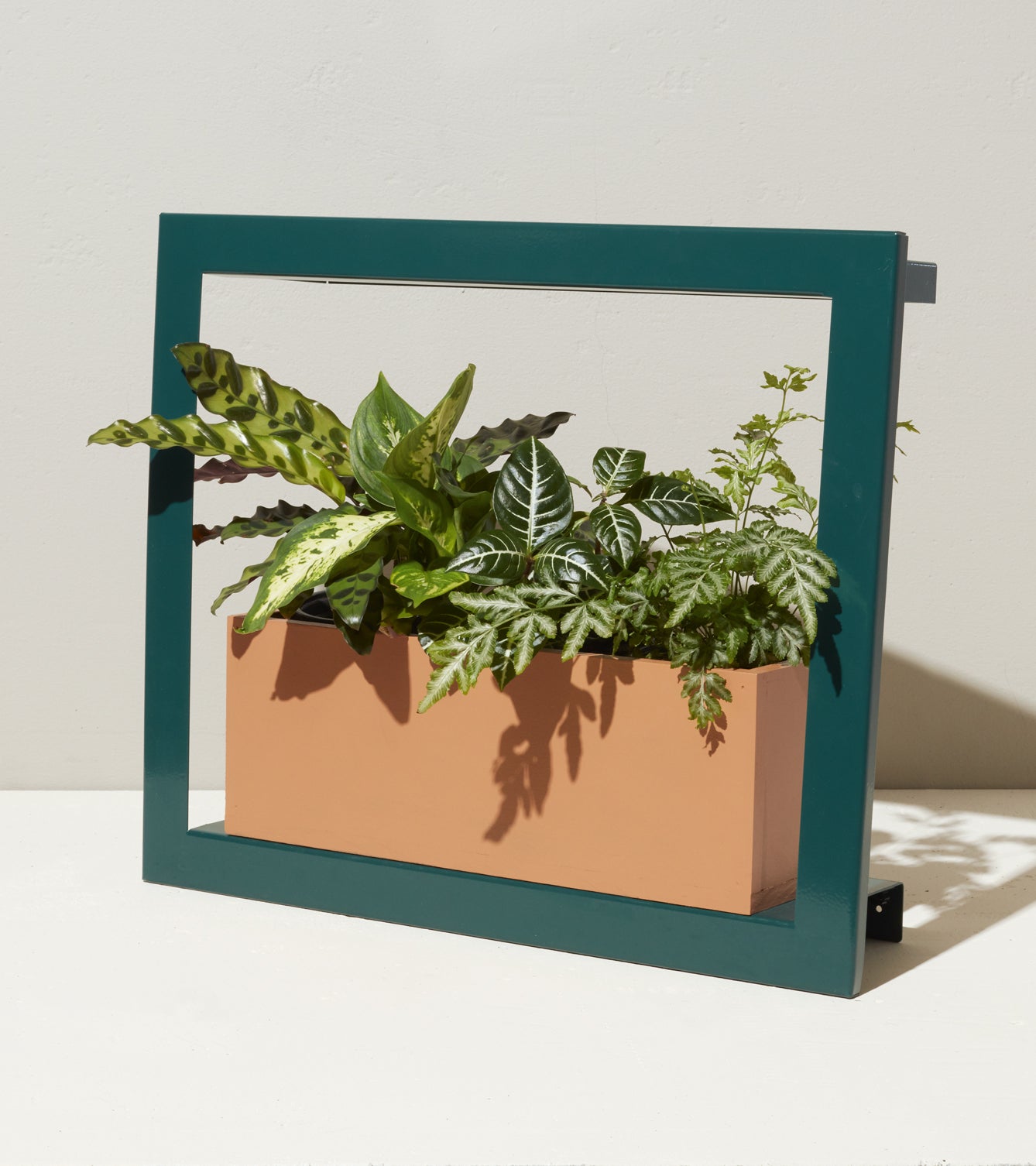Smart Standard Growframe with a modern teal frame showcasing a variety of lush indoor plants in a terracotta planter.