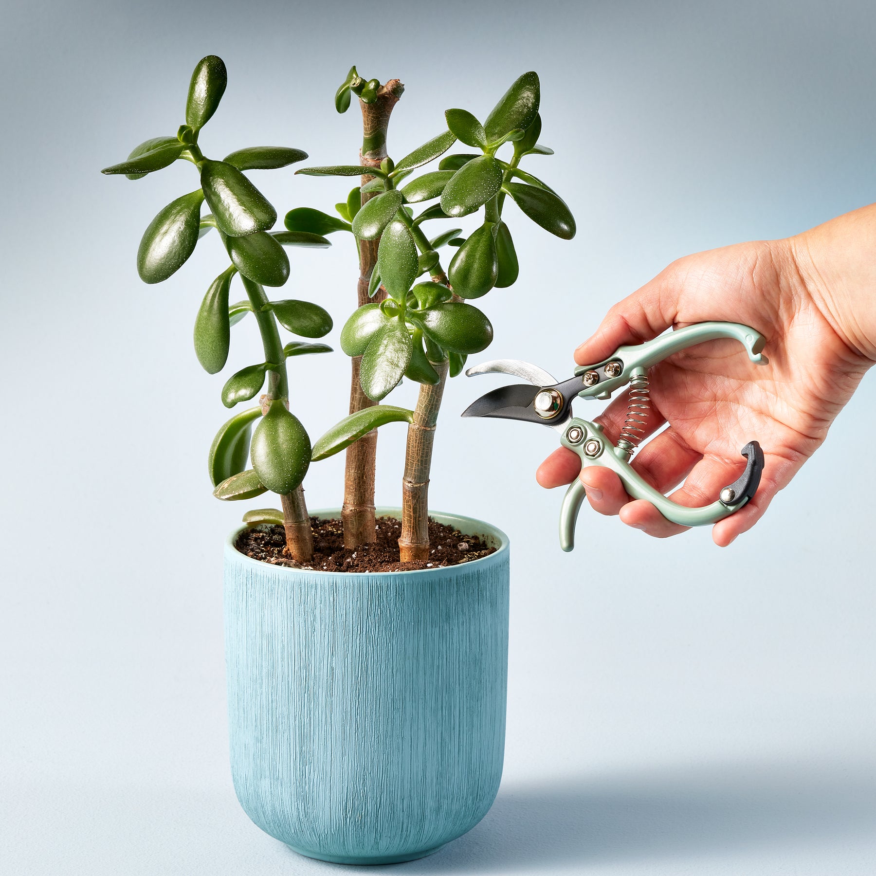 A hand holding gardening shears prunes a jade plant in a light blue pot, showcasing precise cutting for plant care.