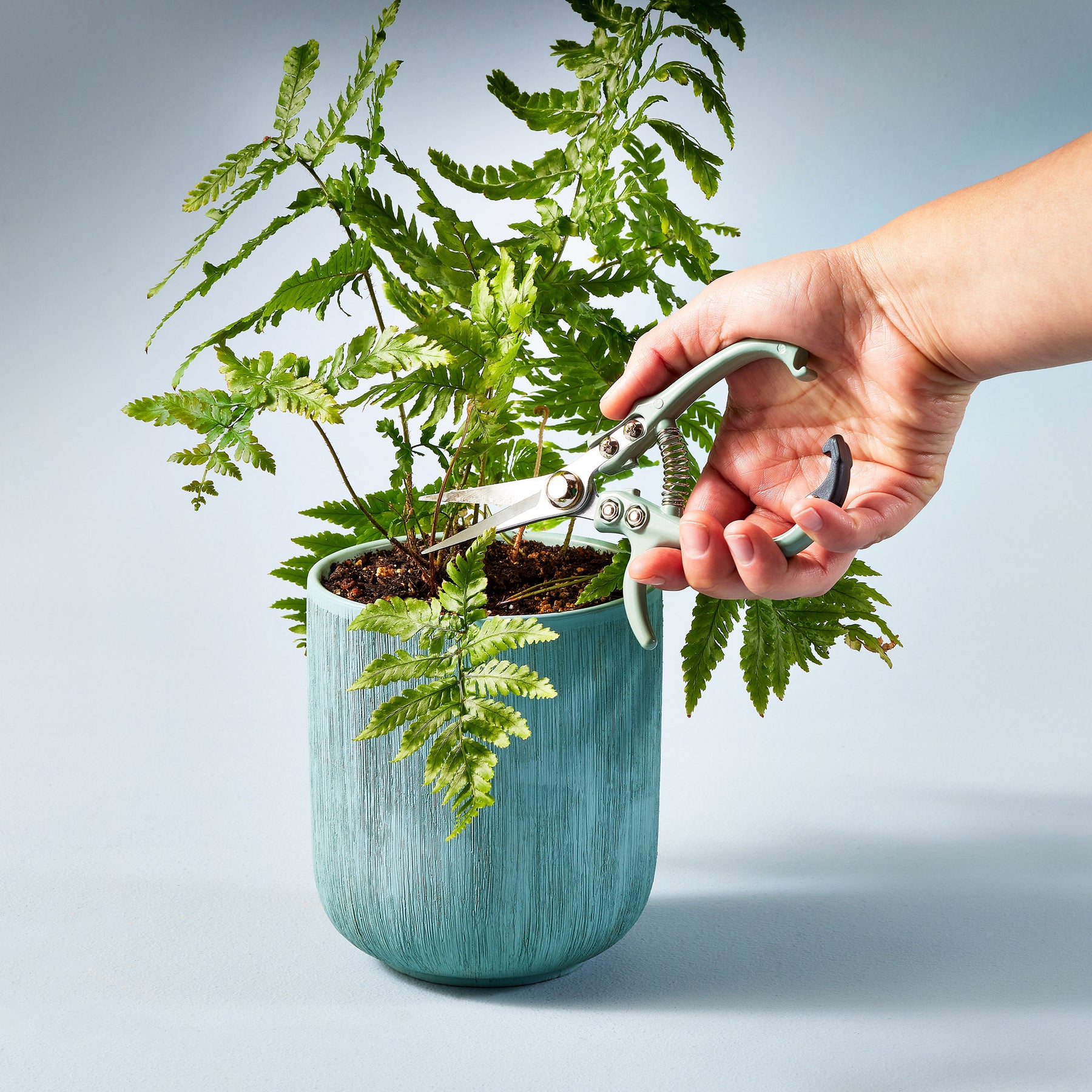 Hand using gardening shears to trim ferns in a teal pot, showcasing precision pruning for healthy plant growth.