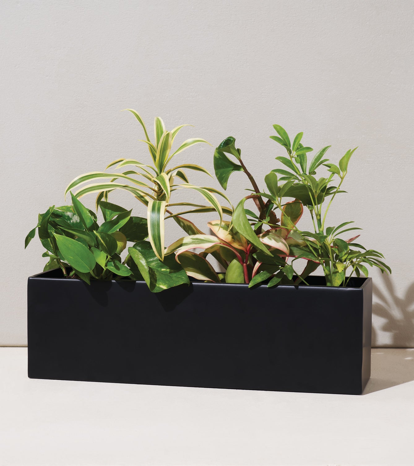 Sleek black planter box filled with various green plants, showcasing vibrant foliage and diverse textures.