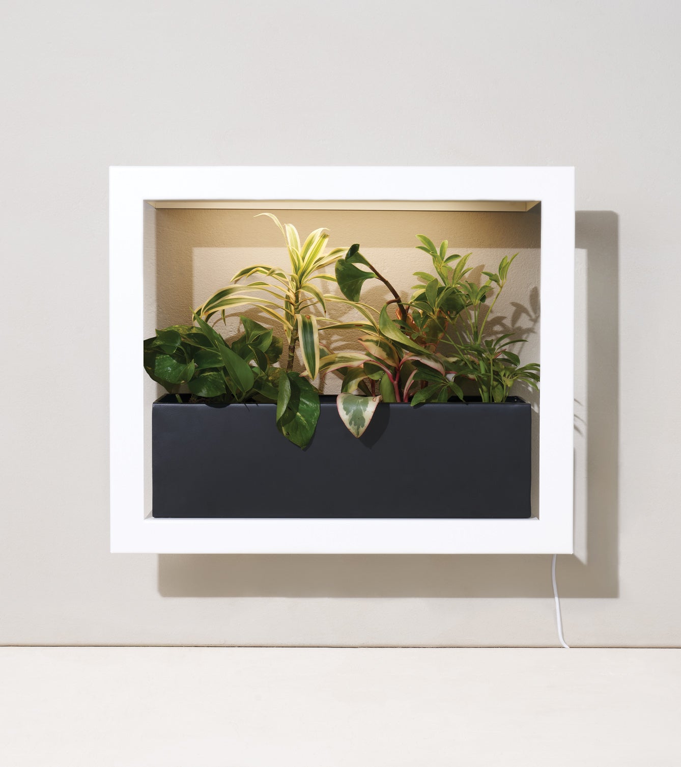 Modern planter box with a sleek white frame, featuring various green plants in a black container, illuminated from behind.