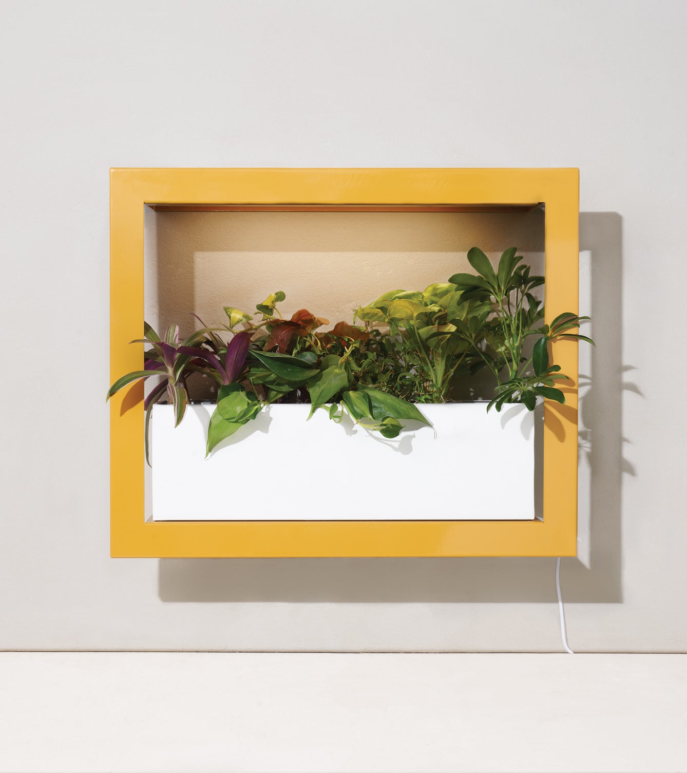 Modern yellow-framed planter box with a white interior, showcasing vibrant green and purple plants.